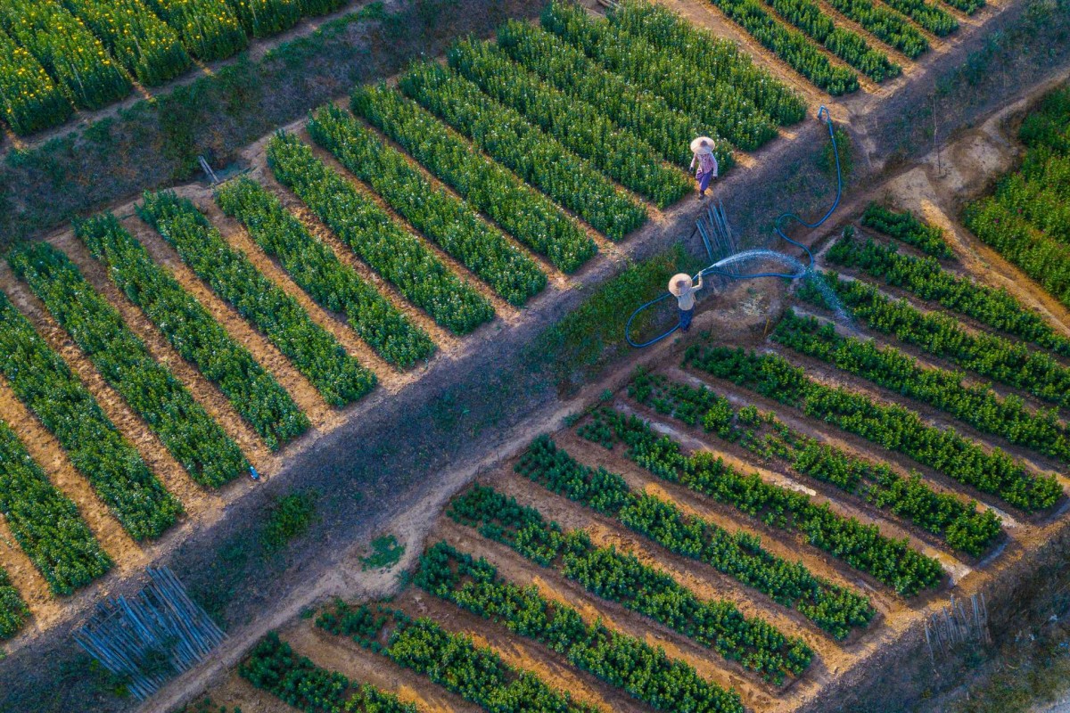 Farm workers tending crops in a large agricultural field