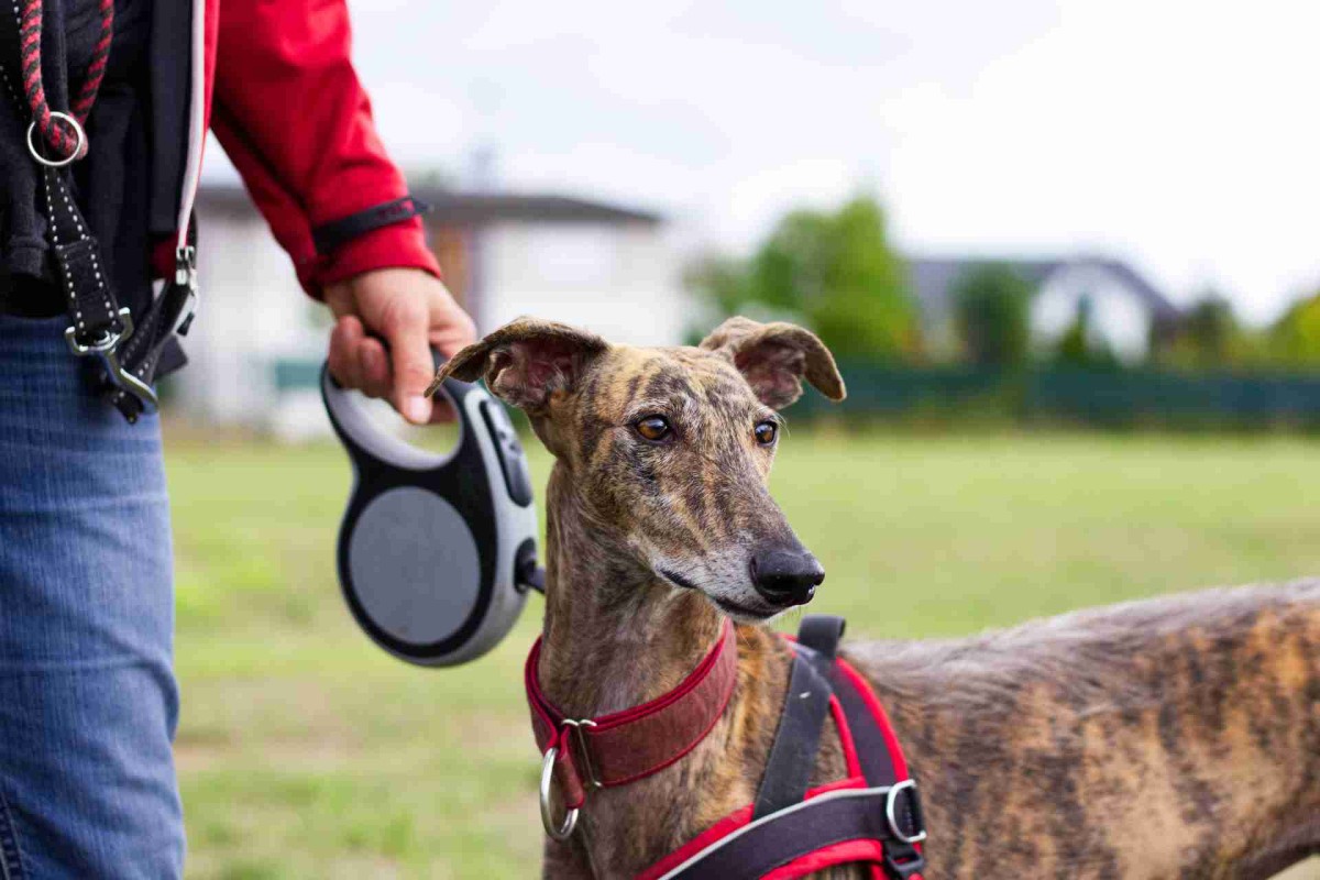 Person holding a retractable leash while walking a brindle greyhound wearing a red harness in a grassy outdoor area.
