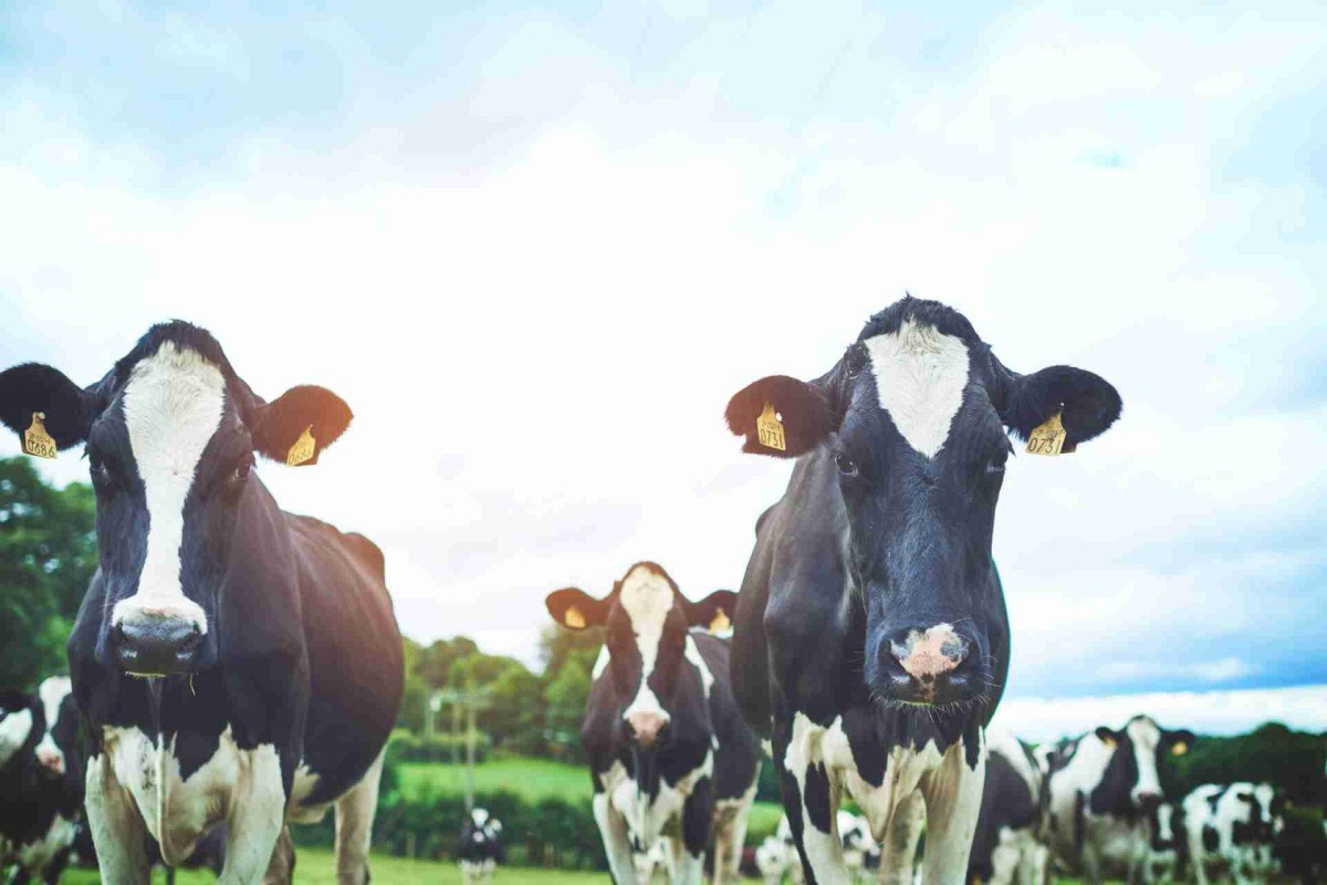 Three black-and-white cows standing in a grassy field looking toward the camera, with more cows and trees in the background under a cloudy sky