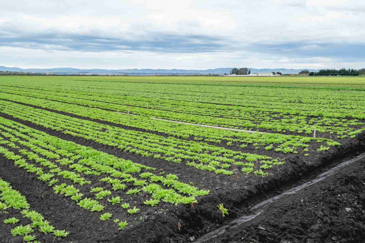 Green crops growing in long rows across a large agricultural field under a cloudy sky
