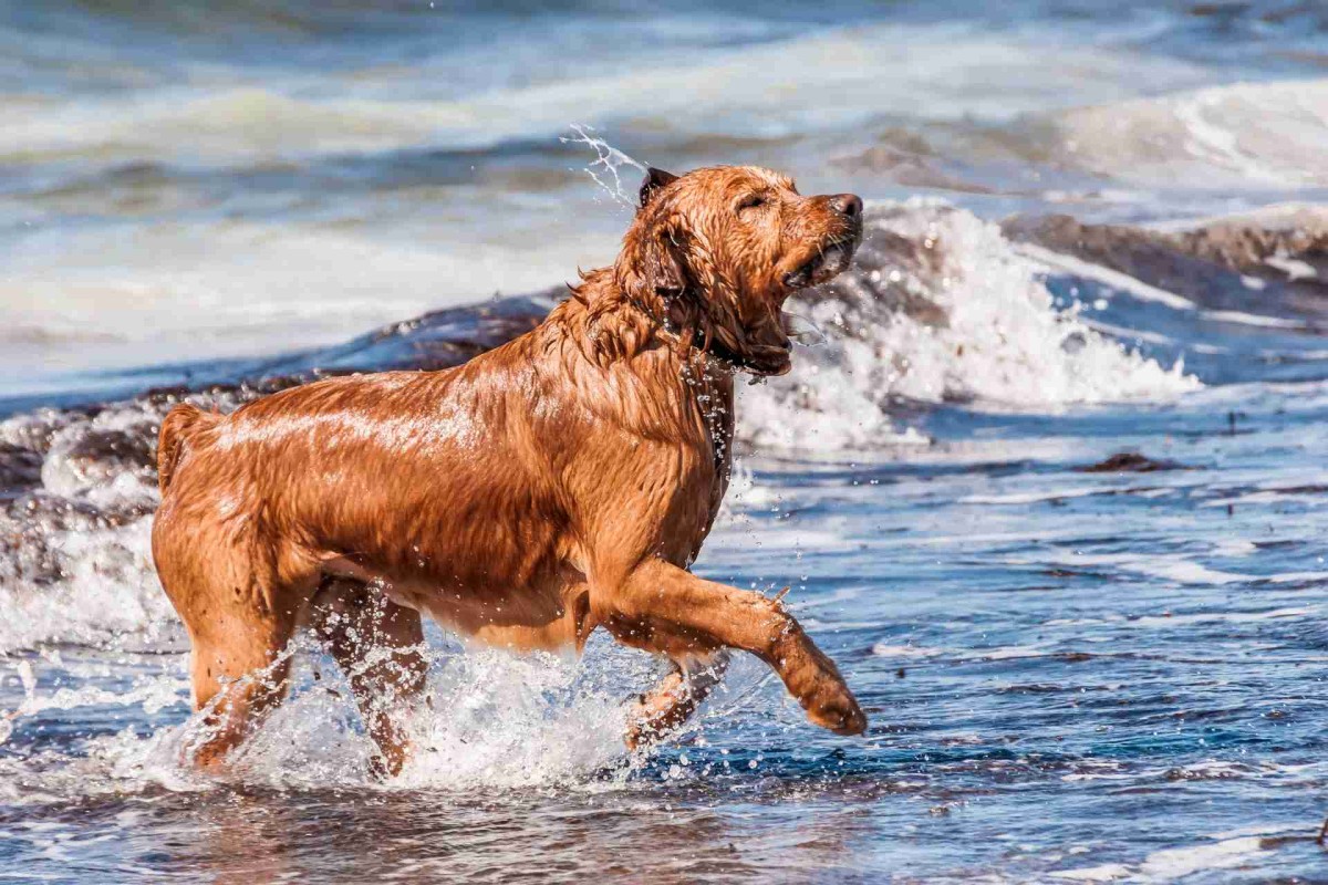 A wet golden retriever shaking off water while standing in shallow ocean waves