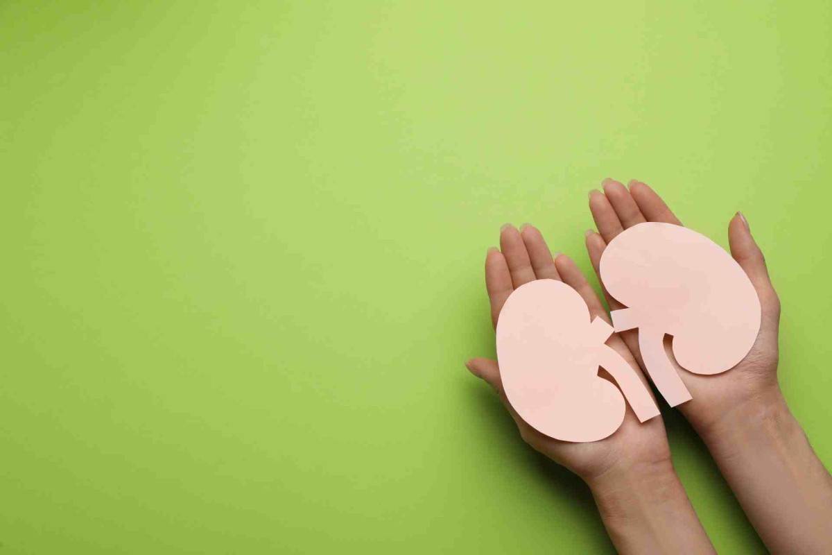 Hands holding paper kidney shapes on green background