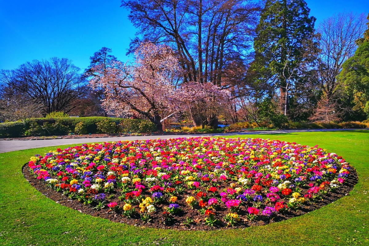 Colorful circular flower bed in a landscaped park with blooming trees and blue sky