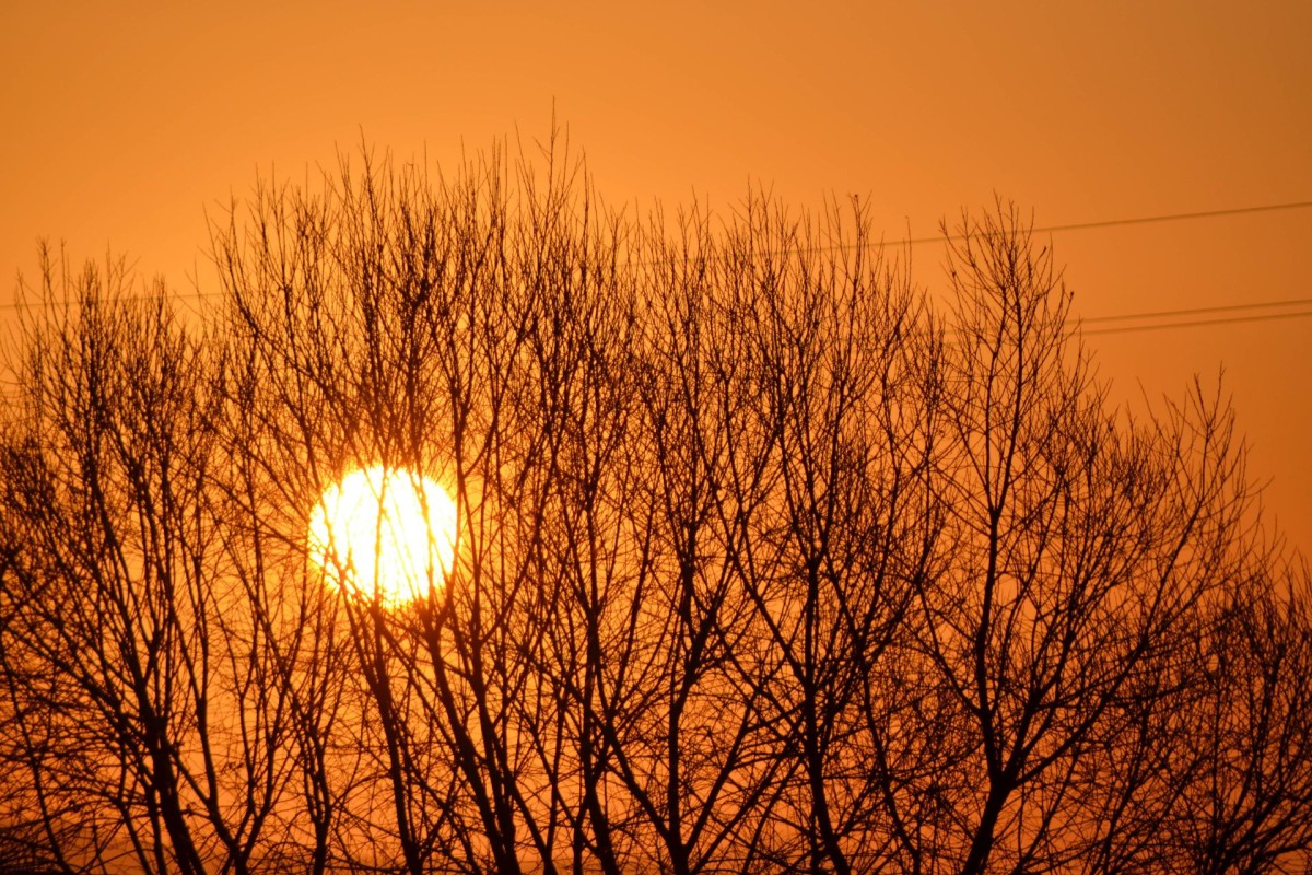 An image of bright orange sun hiding behind leafless trees