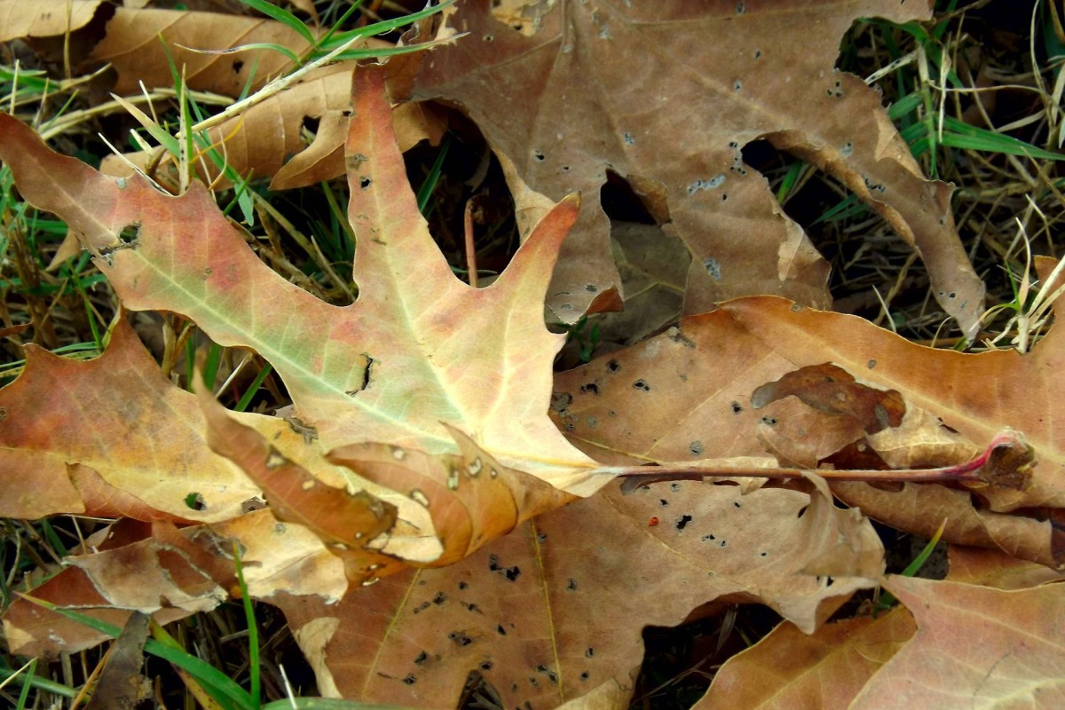 Bunch of dry leaves fallen on top of grass