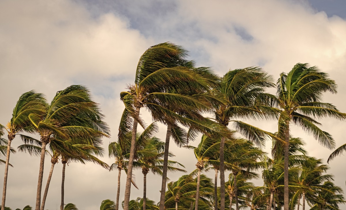 Palm trees bending in strong wind under a cloudy sky