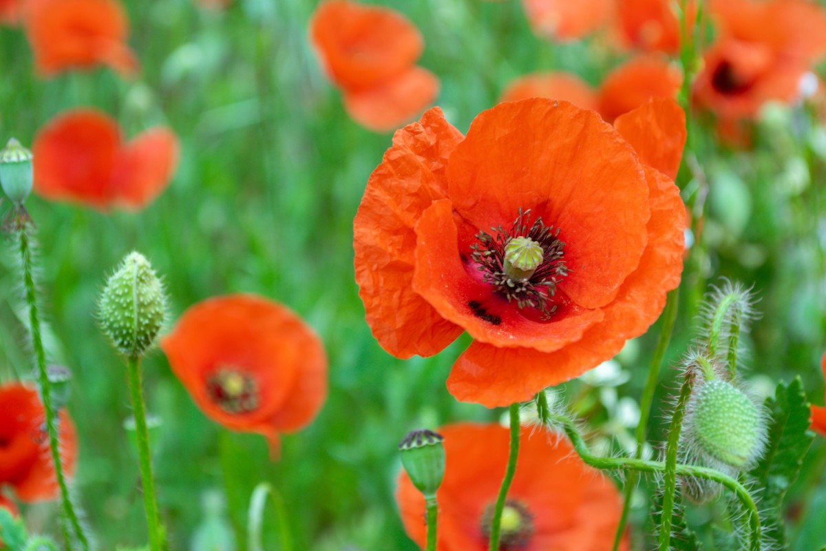 Bright red poppy flowers blooming in a green field