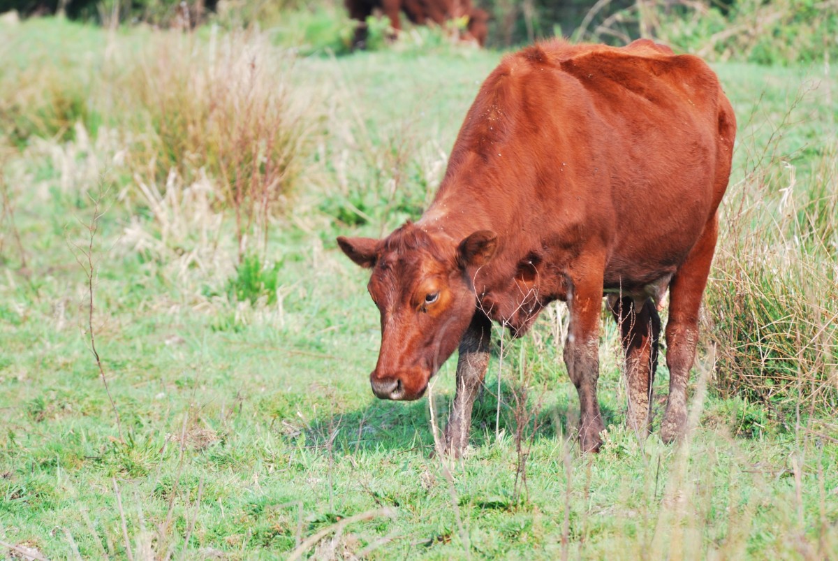 Dairy industry awards celebrate New Zealand’s rising farming talent