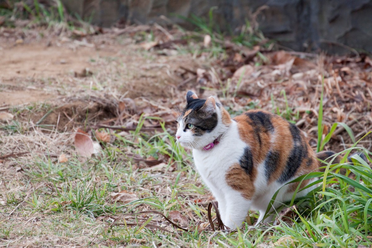 Calico cat with a pink collar crouching outdoors in dry grass and leaves near a garden edge
