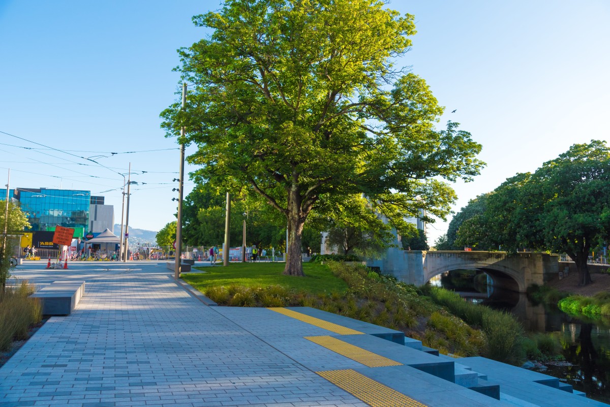 Why urban trees matter