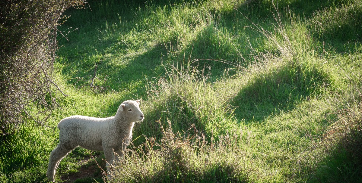 A lamb standing in long green grass
