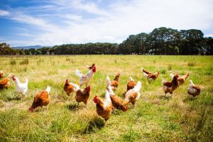 Farmers warned of bird flu