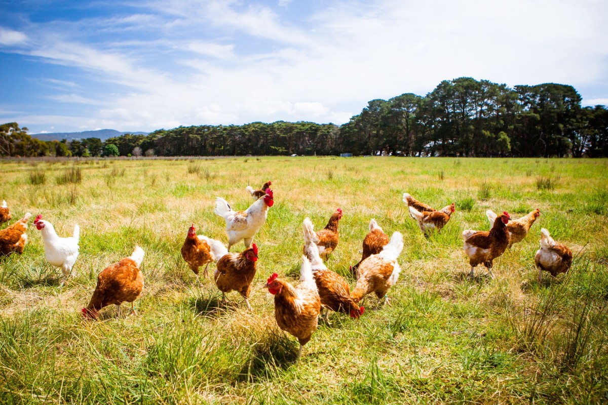 Farmers warned of bird flu
