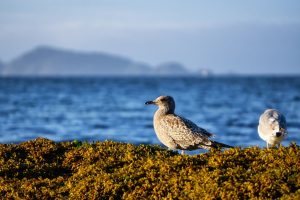 H5N1 bird flu confirmed in New Zealand for the first time