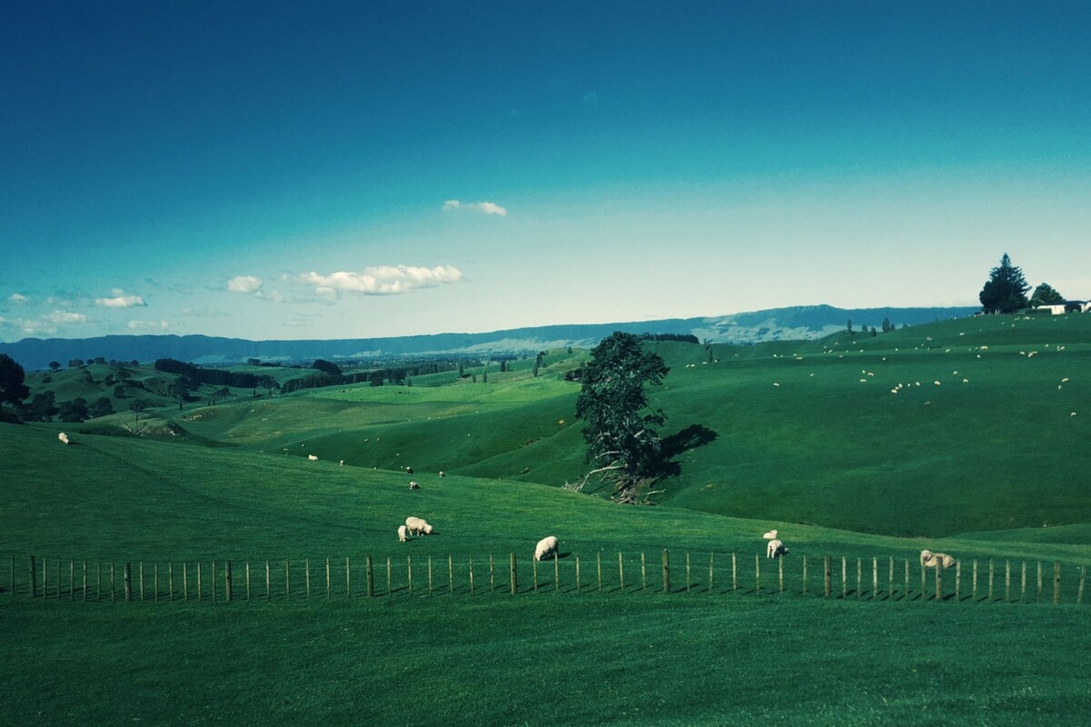 Why AI is slow to reach the farm gate